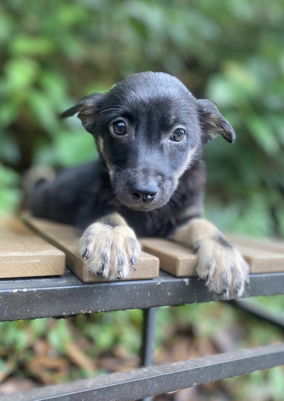 Chloè - Mixed Breed Dog