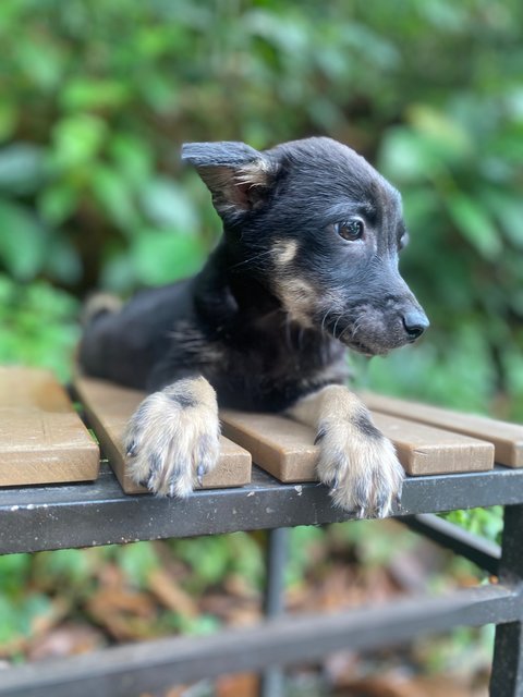 Chloè - Mixed Breed Dog