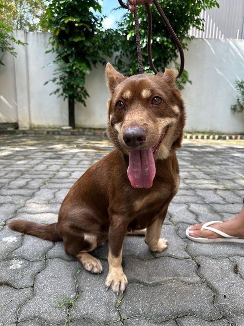 Sydney - Corgi Mix Dog