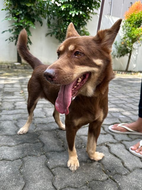 Sydney - Corgi Mix Dog