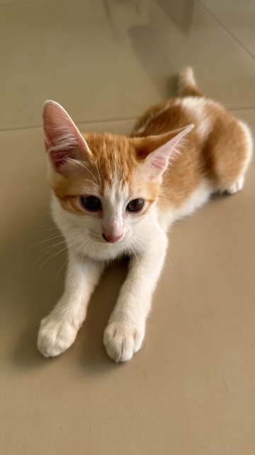 Kata Kerja - Domestic Short Hair Cat
