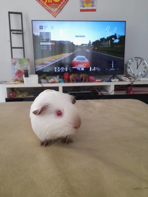 Ozzy And Boys Guinea Pig  - Guinea Pig Small & Furry