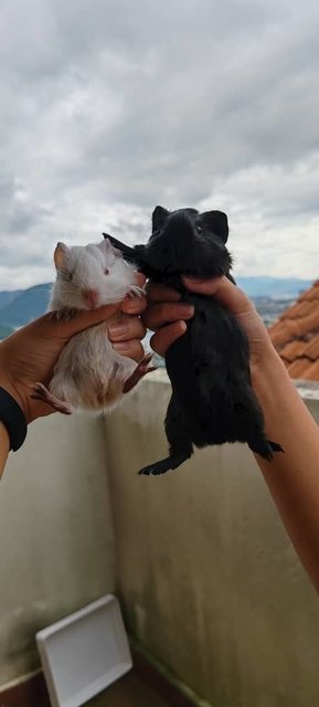 Ozzy And Boys Guinea Pig  - Guinea Pig Small & Furry