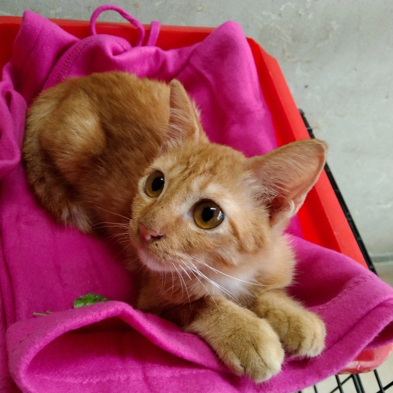 Plus Size Kitten: Where To Find Decoden in Malaysia