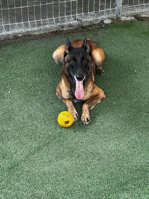 Baby - Belgian Shepherd Malinois Dog