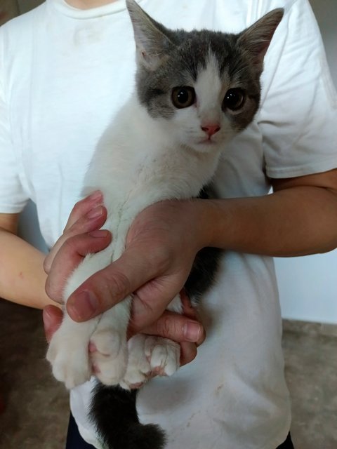 Tiny - British Shorthair + Domestic Short Hair Cat