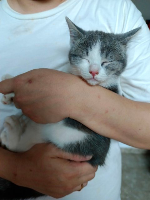 Tiny - British Shorthair + Domestic Short Hair Cat