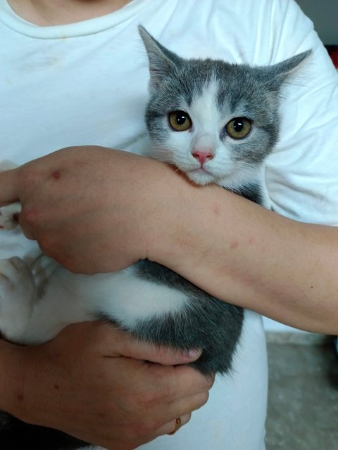 Tiny - British Shorthair + Domestic Short Hair Cat