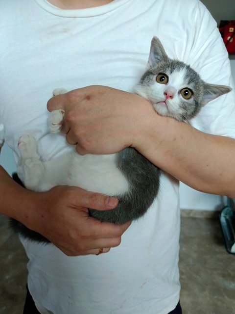 Tiny - British Shorthair + Domestic Short Hair Cat