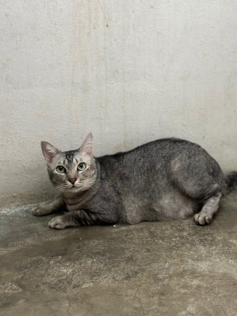 Huan Huan - Domestic Short Hair Cat