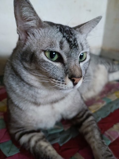 Huan Huan - Domestic Short Hair Cat