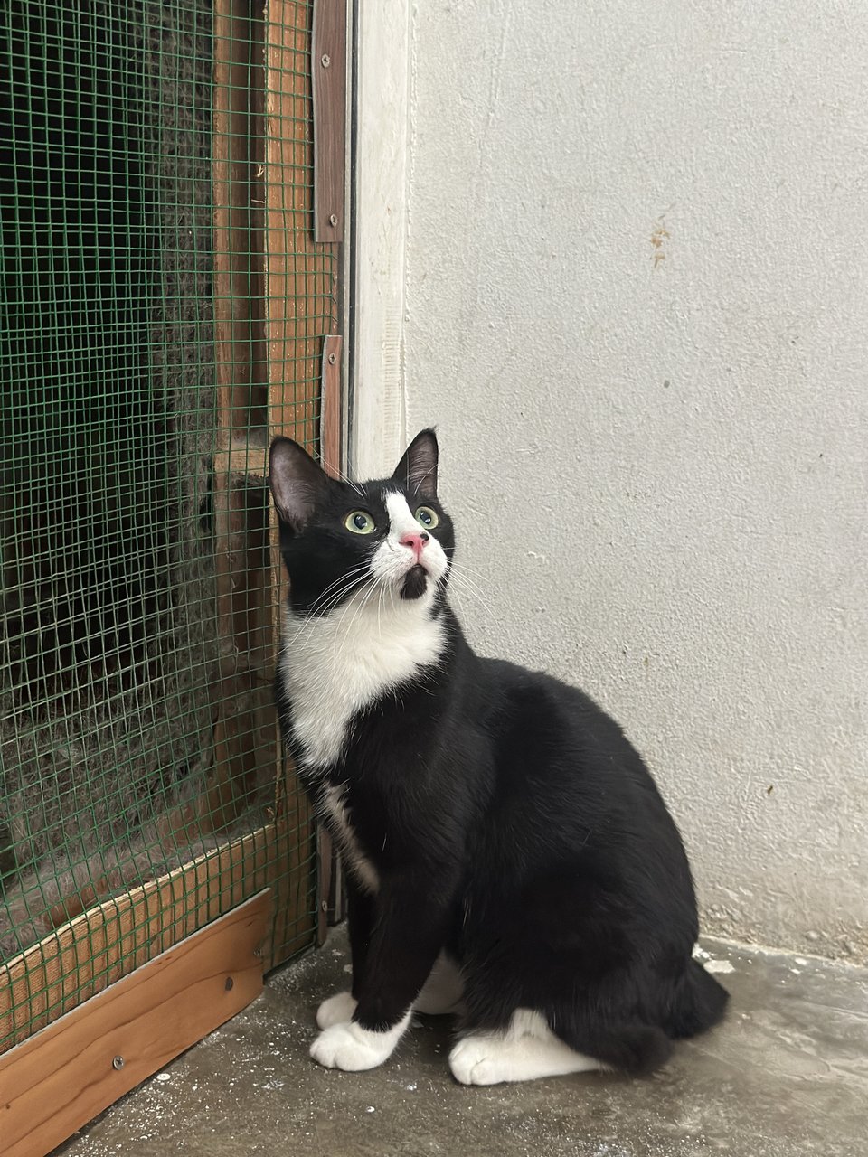 Star - Domestic Short Hair Cat