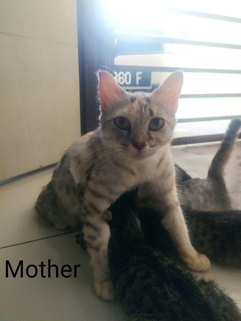 Libra - American Curl + Bengal Cat