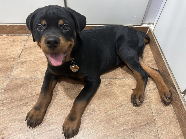 Rowan - Rottweiler Dog