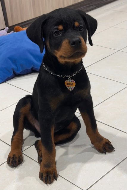 Rowan - Rottweiler Dog