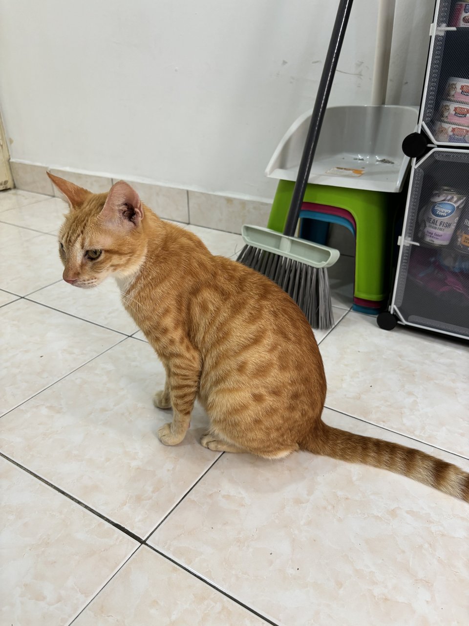 Oyen Mama (Temporary) - Domestic Short Hair Cat