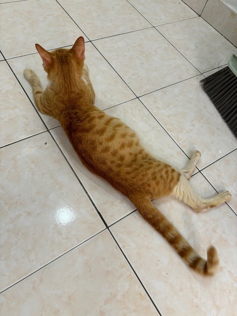 Oyen Mama (Temporary) - Domestic Short Hair Cat