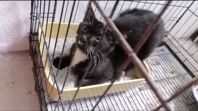 Fluffy Tail Tuxedo Female (Spayed) - Domestic Long Hair + Tuxedo Cat