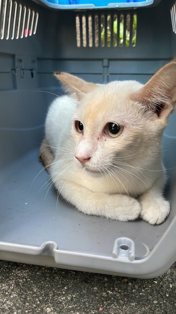 Sunburnt (Lilac Siamese) - Siamese + Domestic Short Hair Cat