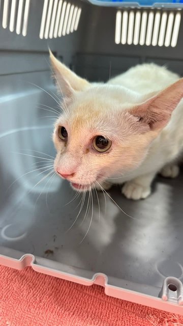 Sunburnt (Lilac Siamese) - Siamese + Domestic Short Hair Cat