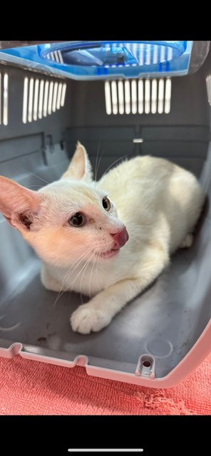 Sunburnt (Lilac Siamese) - Siamese + Domestic Short Hair Cat