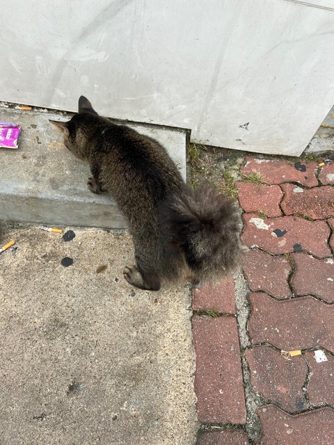 Not Named Yet - Domestic Long Hair Cat