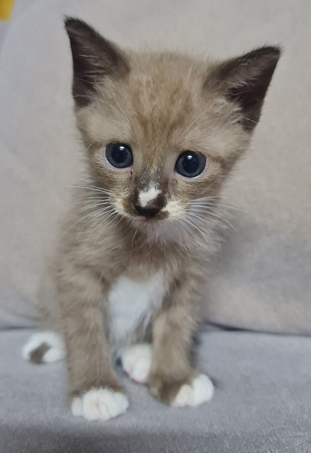 Twinkle - Snowshoe + Siamese Cat