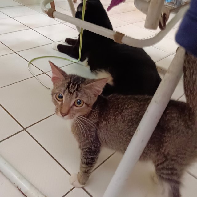 Arthur  - Domestic Short Hair Cat