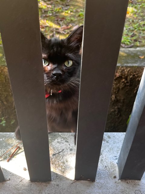 Tabby And The Gang  - Domestic Short Hair + British Shorthair Cat