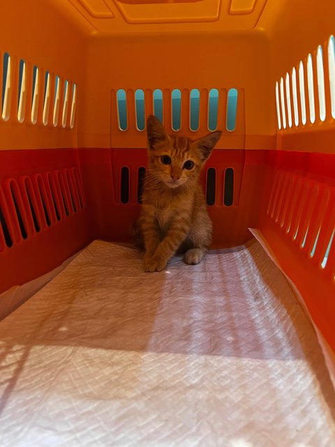 Tabby And The Gang  - Domestic Short Hair + British Shorthair Cat