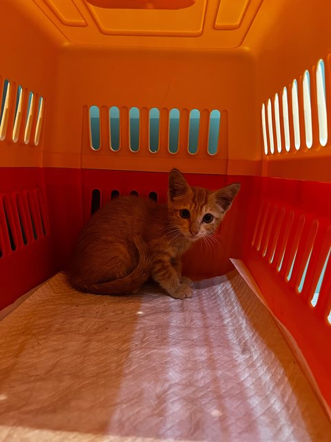 Tabby And The Gang  - Domestic Short Hair + British Shorthair Cat