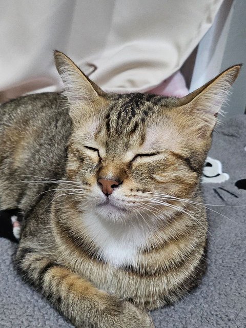 Natsu - Domestic Short Hair Cat