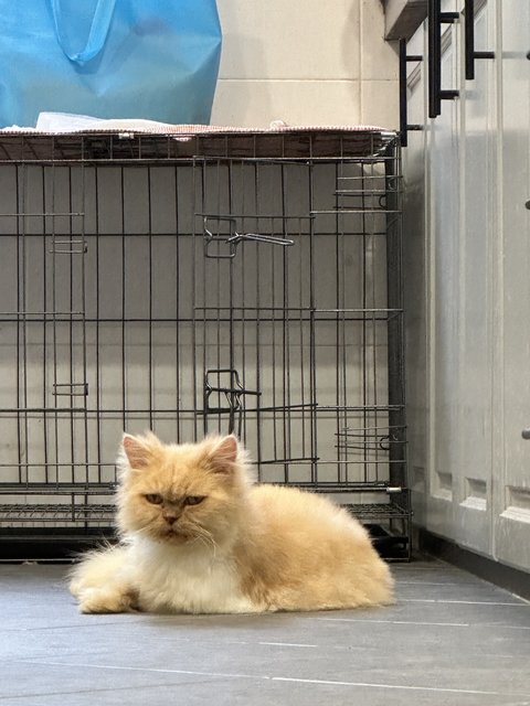 Paris - Persian + Domestic Medium Hair Cat