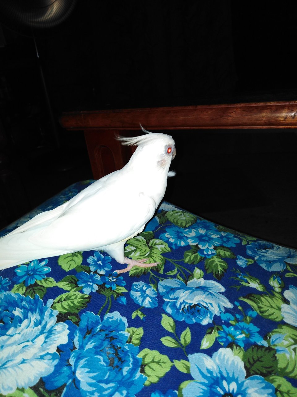 Burung store cockatiel albino