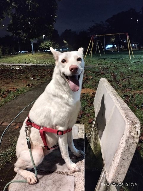 Snowy - Husky + Golden Retriever Dog