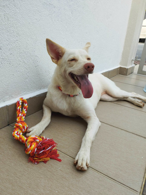 Snowy - Husky + Golden Retriever Dog