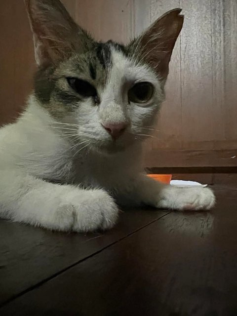 Kuaci (Urgent) - Whatsapp Only - Domestic Short Hair Cat