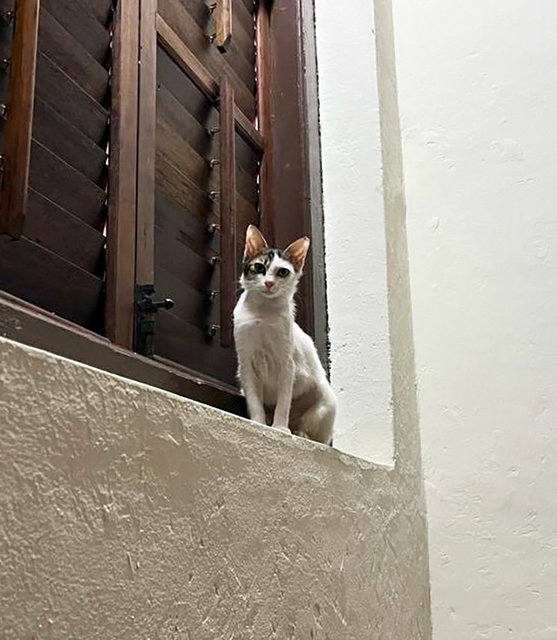 Kuaci (Urgent) - Whatsapp Only - Domestic Short Hair Cat