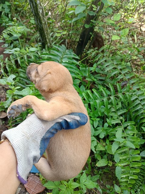 Puppies - Mixed Breed Dog