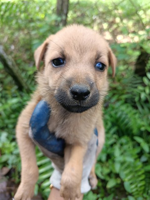 Puppies - Mixed Breed Dog