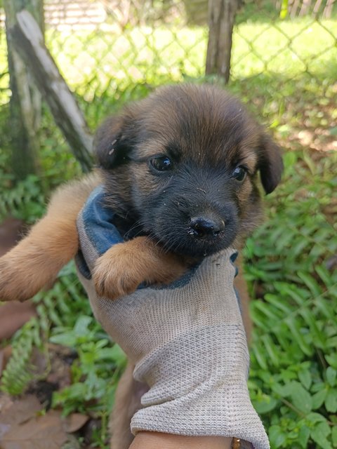 Puppies - Mixed Breed Dog