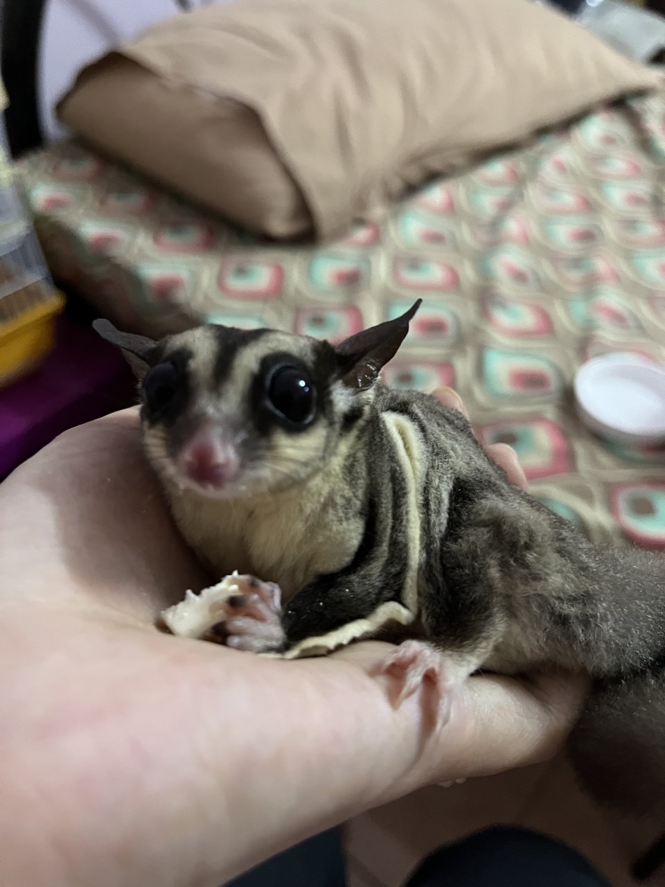 Bilal Sugar Glider - Sugar Glider Small & Furry