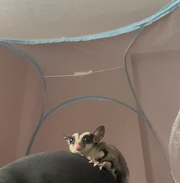 Bilal Sugar Glider - Sugar Glider Small & Furry