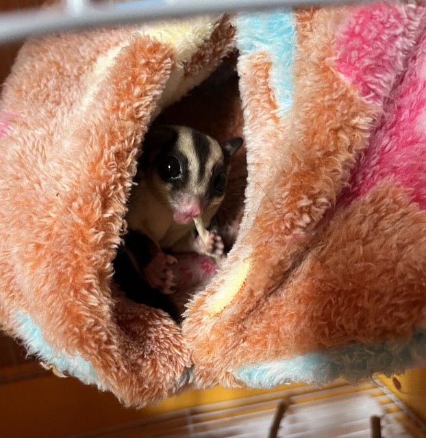 Bilal Sugar Glider - Sugar Glider Small & Furry