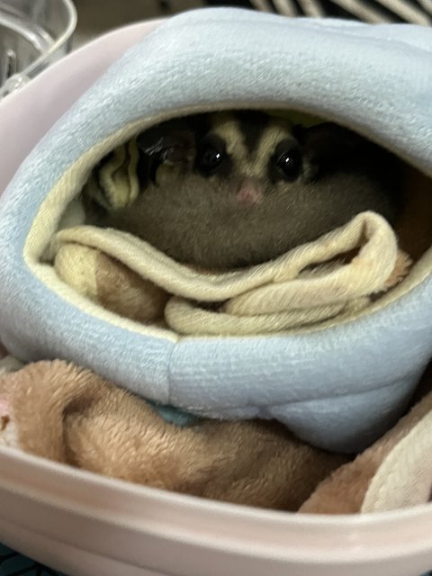 Bilal Sugar Glider - Sugar Glider Small & Furry