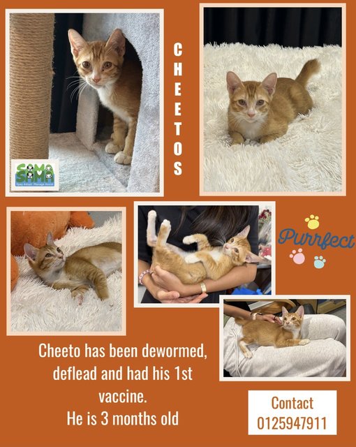 Cheeto Adopted - Domestic Medium Hair Cat