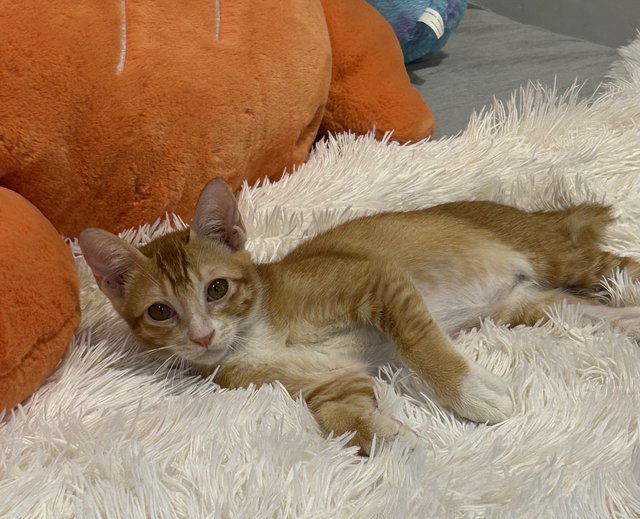 Cheeto Adopted - Domestic Medium Hair Cat