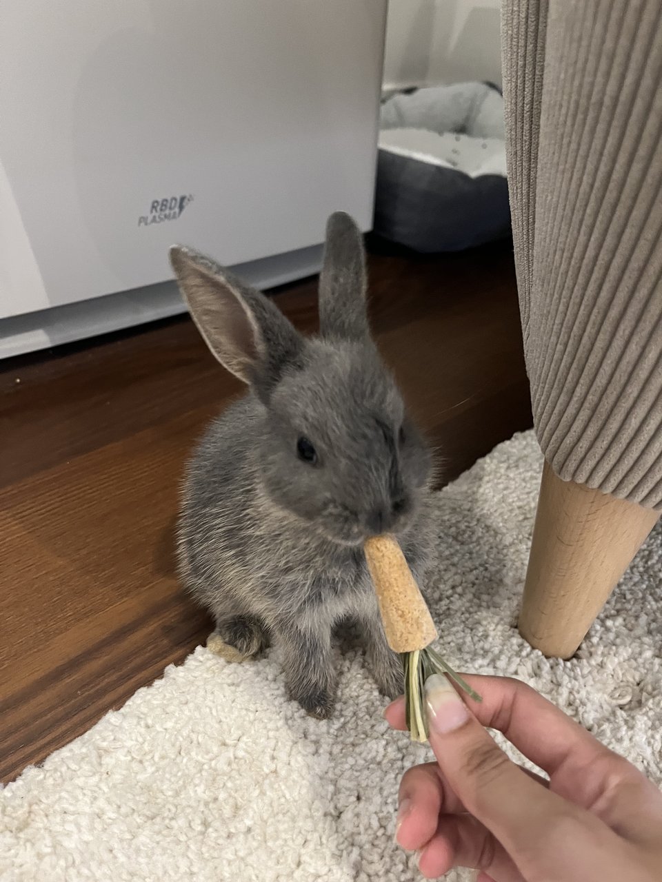 Boba - Mini Rex Rabbit