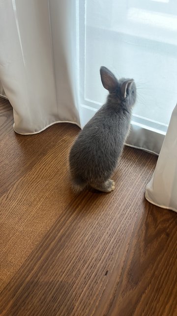 Boba - Mini Rex Rabbit