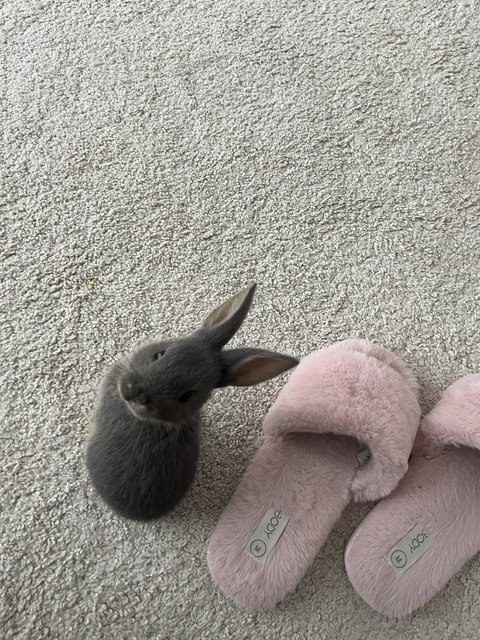 Boba - Mini Rex Rabbit